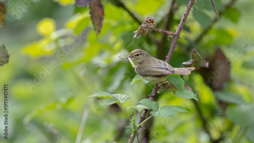 Common Chiffchaff (Phylloscopus collybita) with Nesting Material