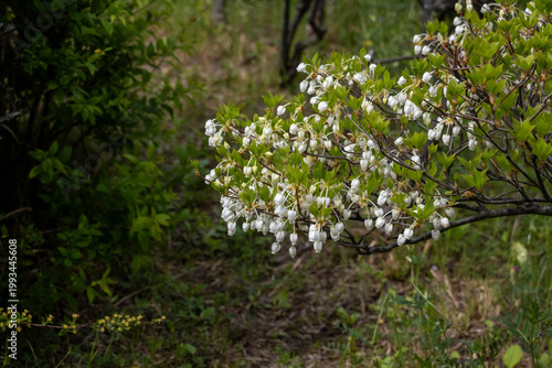 ドウダンツツジ