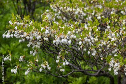 ドウダンツツジ