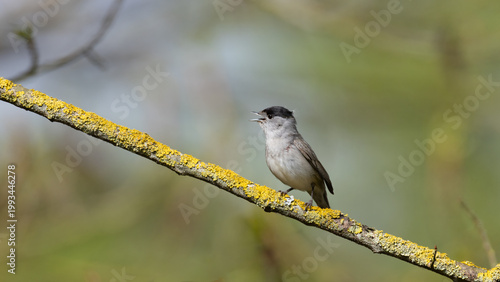 Eurasian Blackcap (Sylvia atricapilla) Singing