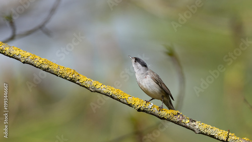 Male Eurasian Blackcap (Sylvia atricapilla)