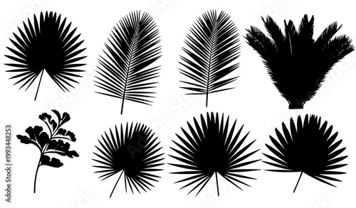 Bild auf Leinwand A set of black silhouettes of various palm leaves on a white background