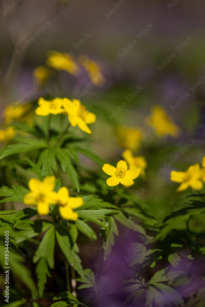 Obraz premium Yellow flower in the spring forest