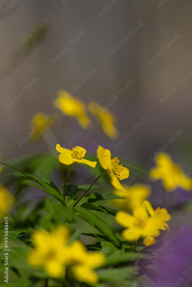 Fototapeta premium Yellow flower in the spring forest