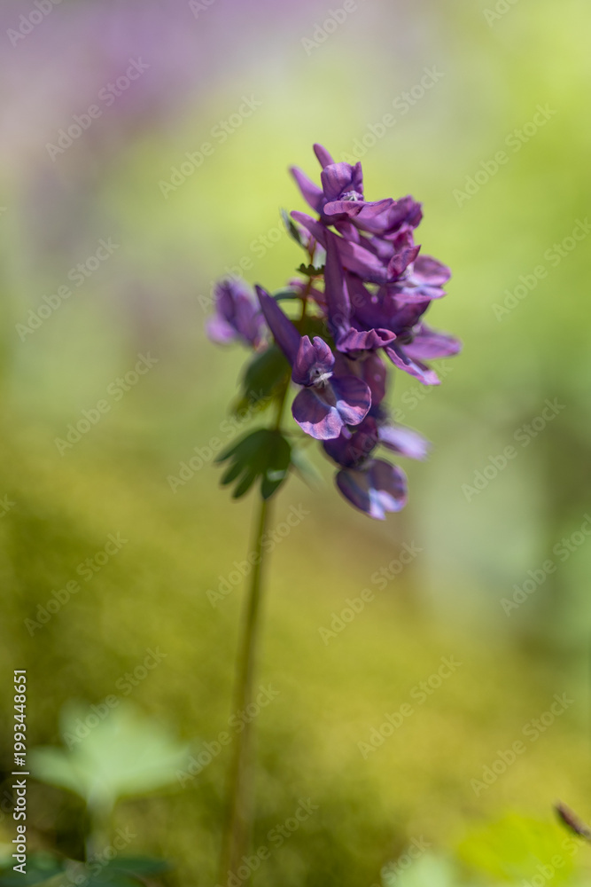 Obraz premium Flowering meadow in the spring forest