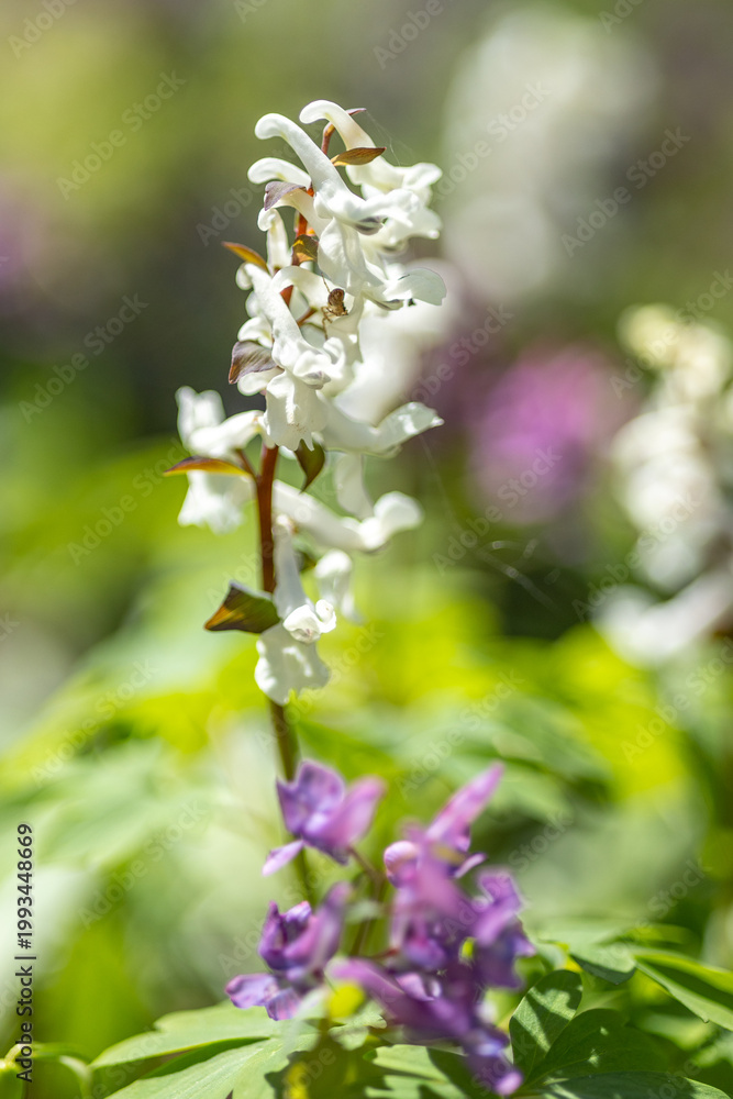 Fototapeta premium White flower in the spring forest