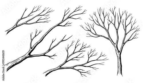 A minimalist vector illustration of bare tree branches on a white background