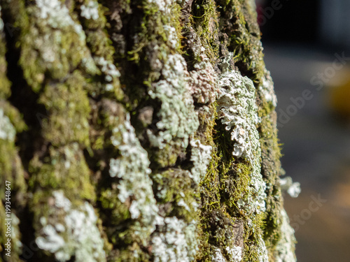 tree bark texture