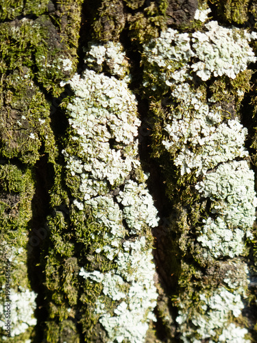 tree bark texture