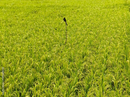 Fresh green grass grows in a lush morning meadow, creating a natural summer landscape texture.