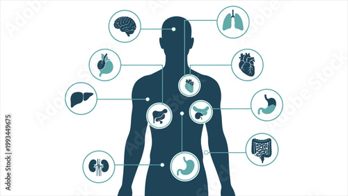 A Comprehensive Infographic of Vital Organ Systems and Their Relative Anatomical Positions within the Male Silhouette