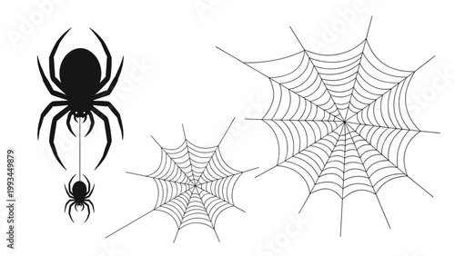 Various black spiders and several intricate spider webs are arranged in a dynamic composition for Halloween or nature themed designs.
