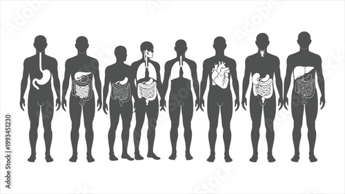 A Sequential Visualization of Gastrointestinal, Respiratory, Cardiovascular, and Hepatic Anatomy within Male Silhouettes