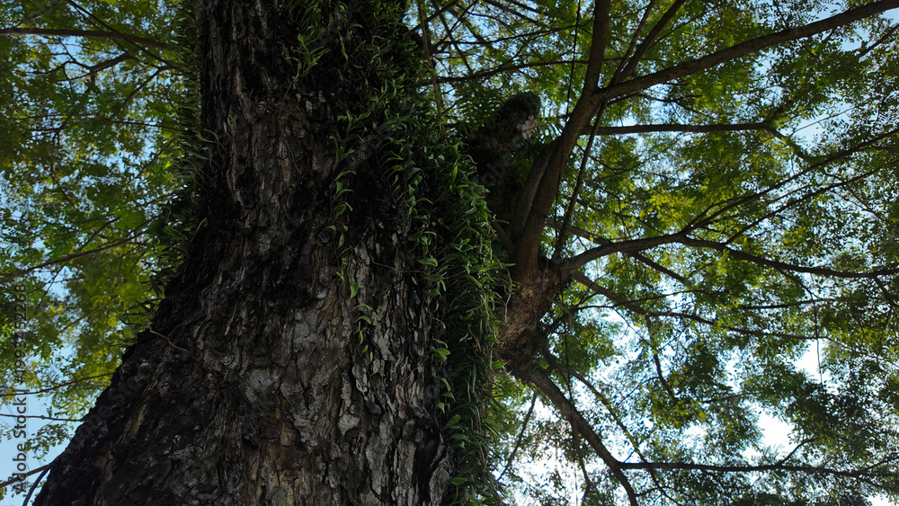 Obraz premium Majestic tree with lush green foliage and textured bark viewed from below under clear sky