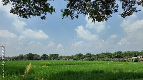Lush green rice field under a bright blue sky with scattered clouds and tree branches framing scene