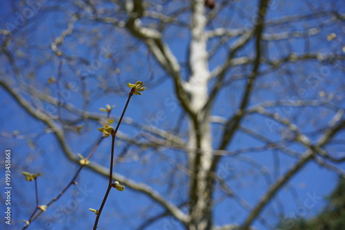 Erster Austrieb der Amerikanischen Platane (Platanus occidentalis) vor heller Baumrinde im Frühling