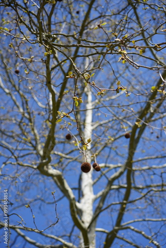 Junge Blätter und Früchte der Amerikanischen Platane (Platanus occidentalis) vor hellem Baumstamm