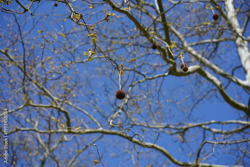 Amerikanische Platane (Platanus occidentalis) mit hängenden Fruchtkugeln und Frühlingsaustrieb