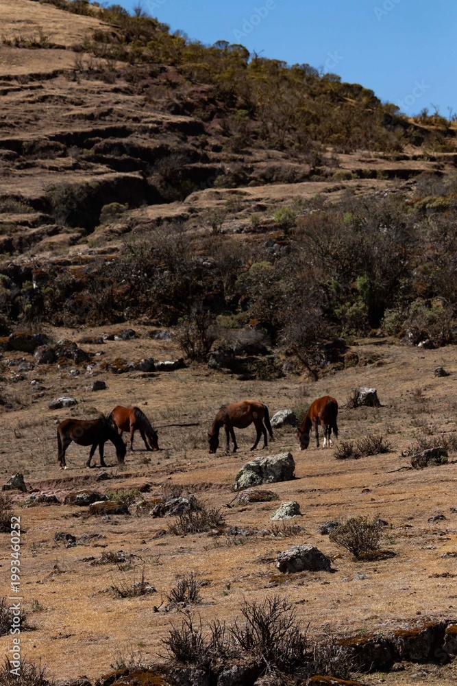 Fototapeta premium Group of horses grazing in a dry mountain pasture in the Andes of Argentina, featuring steep rocky terrain and sparse highland vegetation.