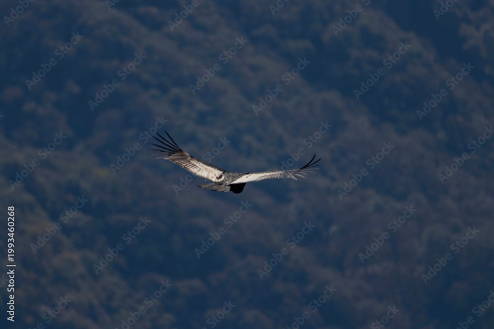 Obraz premium Majestic Andean Condor, Vultur gryphus or Cóndor Andino, soaring through the blue sky above the Andes mountains, showcasing its massive wingspan.