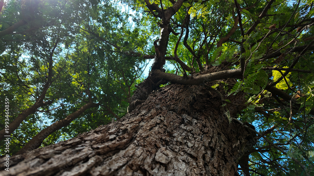 Fototapeta premium Captivating view from below a majestic tree with vibrant green leaves and clear blue sky
