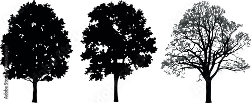 Branch silhouette study showing twig and branch patterns