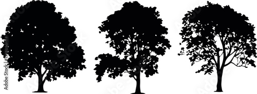 Comparison of tree growth stages with leaf and branch forms