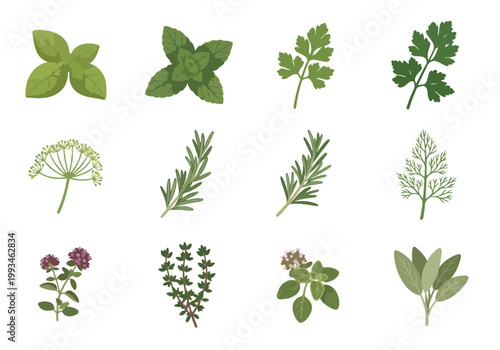 Collection of Fresh Culinary Herbs and Edible Flowers.