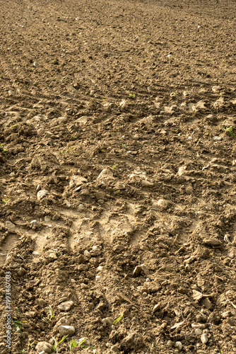 Wallpaper Mural A farmers field with many stones. Natural soil surface with pebbles. Torontodigital.ca
