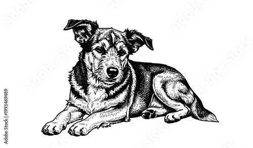 Vintage dog lying engraving ink style vector illustration
