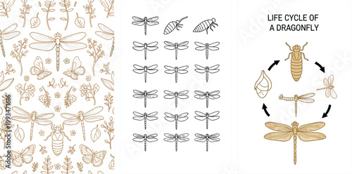 Elegant Golden Dragonfly Seamless Pattern Icon Set and Life Cycle Diagram Vector Illustration Collection for Nature Education Design