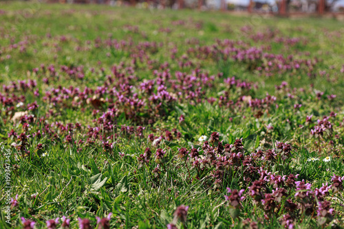 Expansive meadow with scattered blooming dead nettle (Lamium purpureum) forming natural pattern. Concept of repetition, texture, calm landscape, spring environment.