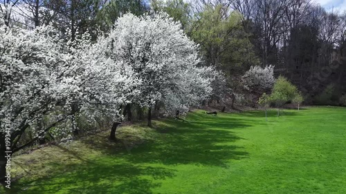 Springtime Trees in Bloom in East Rochester New York Public Park and green space