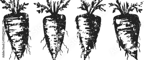 black and white sketch of four fresh carrots with leafy tops, hand drawn organic vegetable illustration