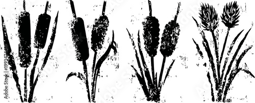 four black and white vintage cattail plant illustrations with distinct seed heads and leaves