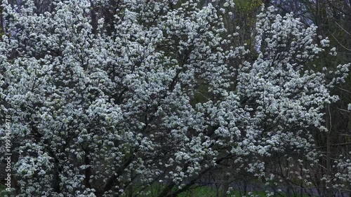 Springtime Trees in Bloom in East Rochester New York Public Park and green space