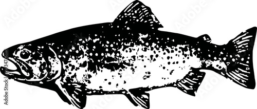 salmon fish illustration detailed black ink drawing aquatic animal freshwater species