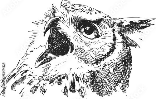 Owl head sketch with open beak detailed black and white hand drawn bird portrait wildlife drawing, nature illustration