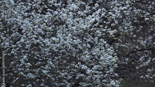 Springtime Trees in Bloom in East Rochester New York Public Park and green space