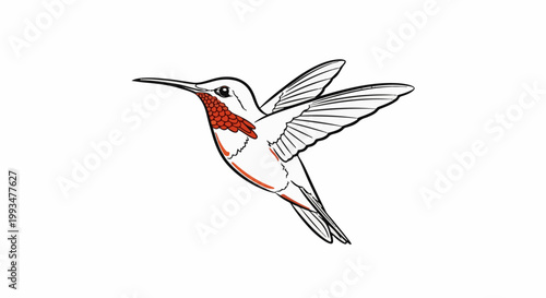 An illustrated hummingbird with red throat patches and orange highlights hovers