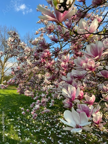 flowers in the park