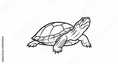 Line art illustration of a reptile with a patterned shell and outstretched limbs