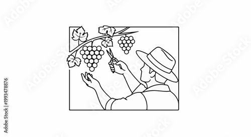 Person in hat picking grapes with shears and outstretched hand