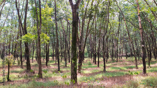 View of the Hevea brasiliensis plantation located in Sukoharjo, Central Java,Indonesia.
