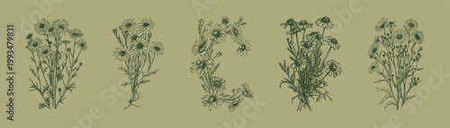 Wild chamomile flowers botanical sketch detailed natural illustration. Illustrations for packaging design and herbal branding. Hand drawn pencil style with vintage botanical lines.