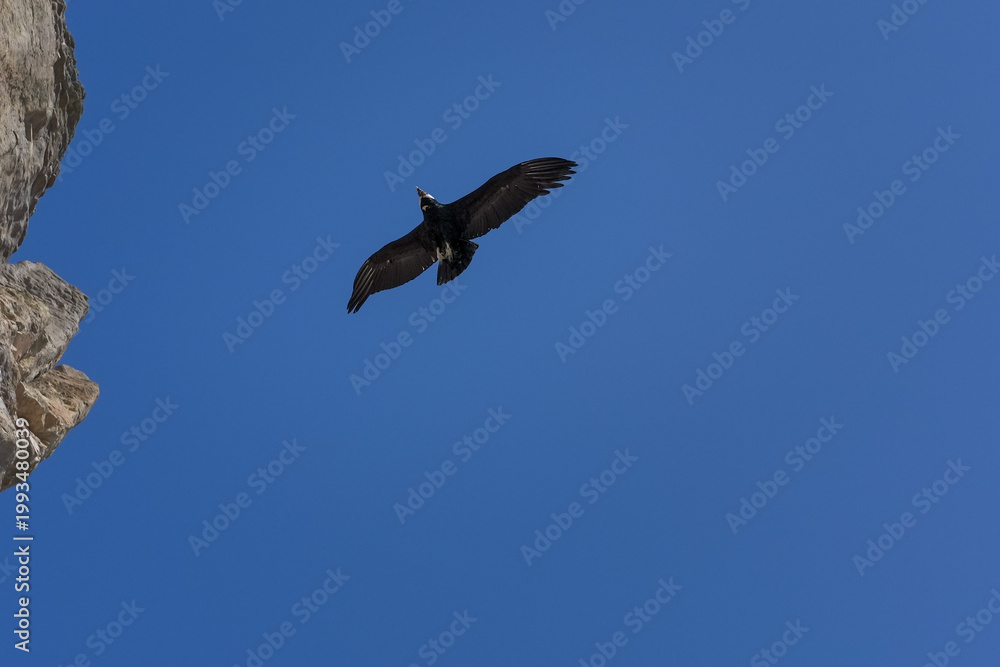 Obraz premium Andean condor flying near rocky cliff
