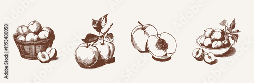 Pencil texture plums and peaches hand drawn style set. Stone fruit in wooden crates and bowls. Illustrations for jam packaging and summer fruit catalogs.