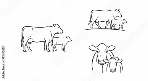 Livestock illustrations a mother cow and calf in three different artistic styles