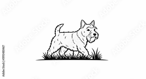 Line art of a West Highland Terrier walking through grass