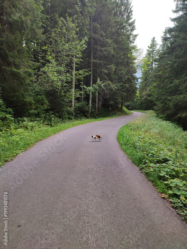 A small cat walks across a quiet winding road surrounded by dense green forest. Peaceful natural scenery with tall trees and soft light creates a calm, slightly mysterious mood